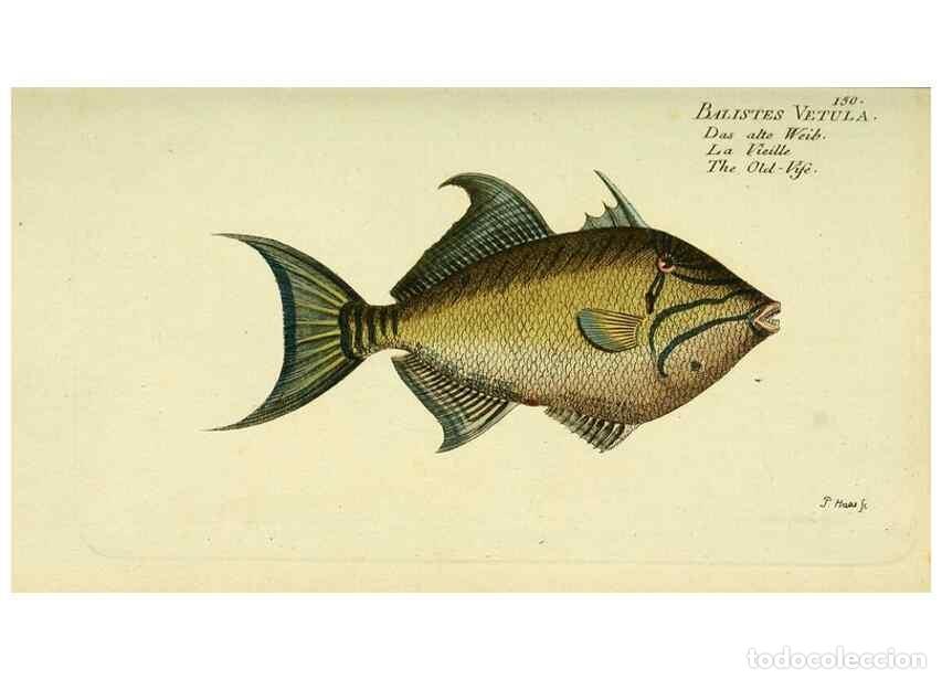 Collectionnisme de Revues et Journaux: Reproducci&oacute;n/Reproduction 49825977221: D. Marcus Elieser Bloch's, aus&uuml;benden Arztes zu Berlin ... Oe