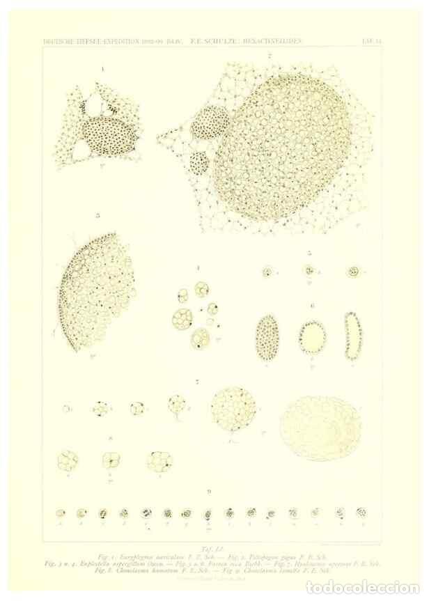 Collectionnisme de Revues et Journaux: Reproducci&oacute;n/Reproduction 49484752071: Wissenschaftliche Ergebnisse der Deutschen Tiefsee-Expedition