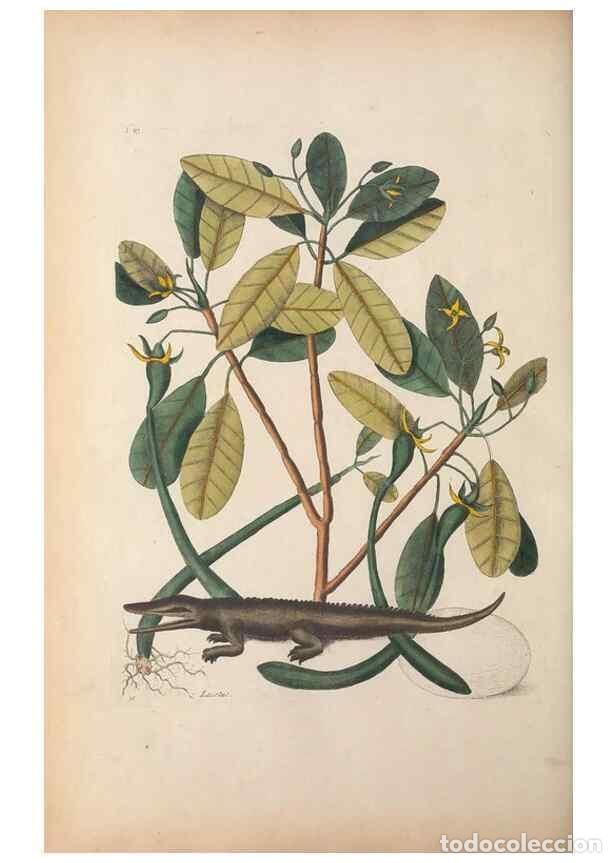 Collectionnisme de Revues et Journaux: Reproducci&oacute;n/Reproduction 49456718668: The natural history of Carolina, Florida, and the Bahama Isla