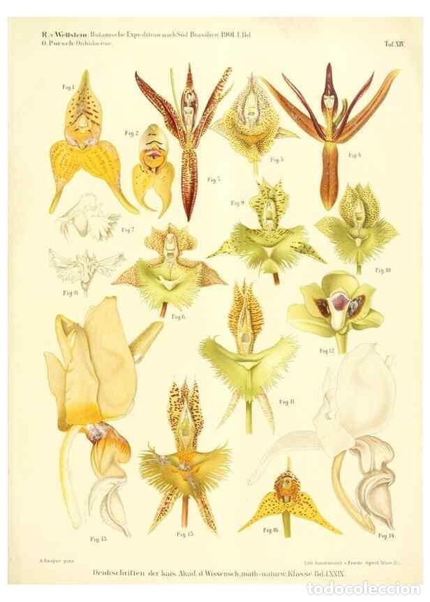 Collectionnisme de Revues et Journaux: Reproducci&oacute;n/Reproduction 49487638636: Pteridophyta und Anthophyta /. Wien :K.K. Hof- und Staatsdruc