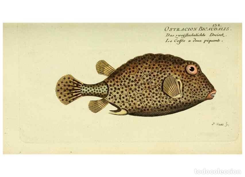 Collectionnisme de Revues et Journaux: Reproducci&oacute;n/Reproduction 49825970601: D. Marcus Elieser Bloch's, aus&uuml;benden Arztes zu Berlin ... Oe