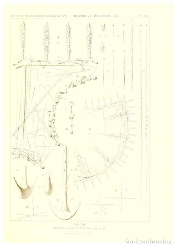 Collection Magazines and Newspapers: Reproducci&oacute;n/Reproduction 49484249868: Wissenschaftliche Ergebnisse der Deutschen Tiefsee-Expedition