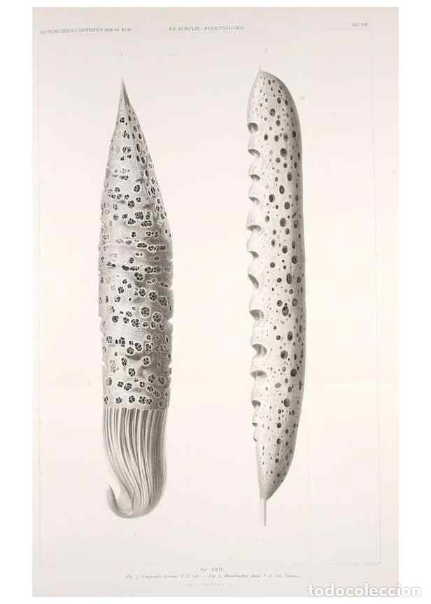 Collection Magazines and Newspapers: Reproducci&oacute;n/Reproduction 49484743126: Wissenschaftliche Ergebnisse der Deutschen Tiefsee-Expedition