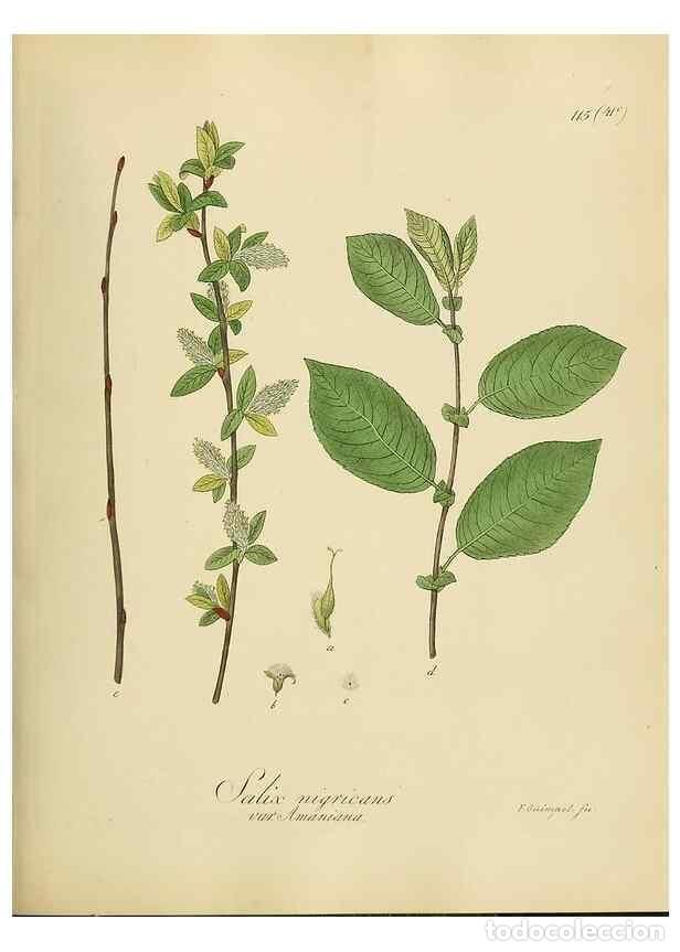 Collection Magazines and Newspapers: Reproducci&oacute;n/Reproduction 49298218993: Vollst&auml;ndige Naturgeschichte der forstlichen Culturpflanzen D