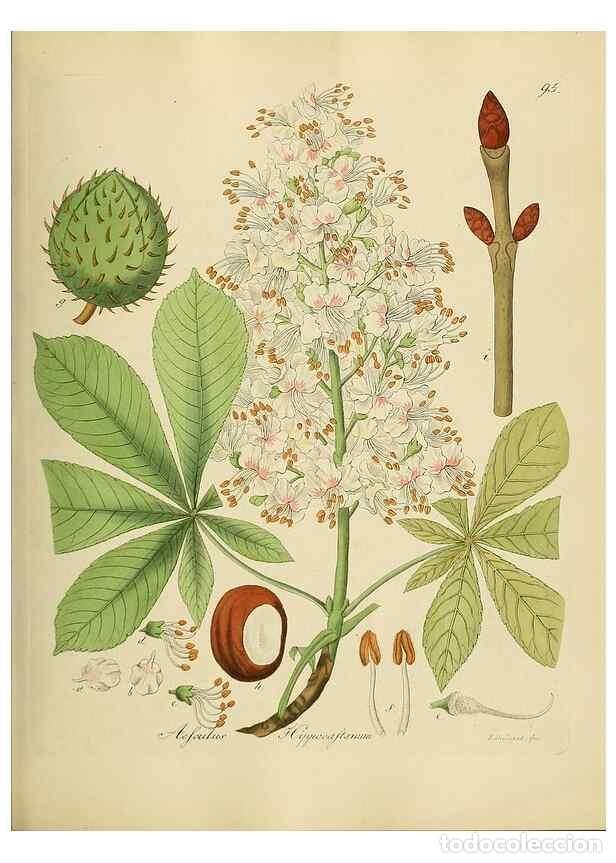 Collection Magazines and Newspapers: Reproducci&oacute;n/Reproduction 49298699201: Vollst&auml;ndige Naturgeschichte der forstlichen Culturpflanzen D