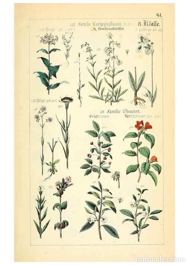 Collectionnisme de Revues et Journaux: Reproducci&oacute;n/Reproduction 49269053148: Popul&auml;re Botanik. Stuttgart,Krais & Hoffmann,1857.. - Schmidl