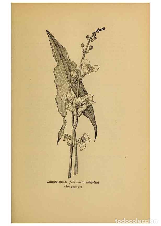 Collectionnisme de Revues et Journaux: Reproducci&oacute;n/Reproduction 49304392817: Harper's guide to wild flowers,. New York,Harper,1912.. - Cre