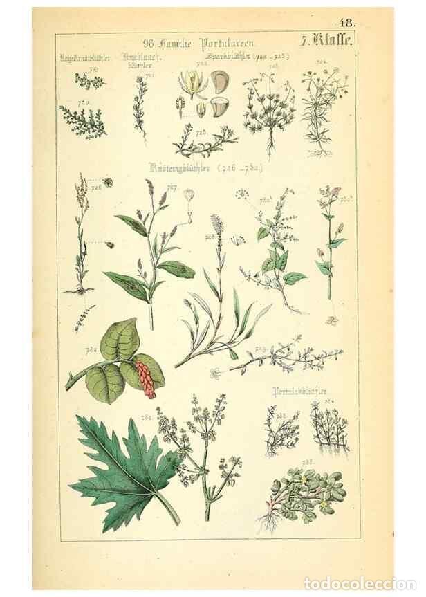 Collectionnisme de Revues et Journaux: Reproducci&oacute;n/Reproduction 49269509841: Popul&auml;re Botanik. Stuttgart,Krais & Hoffmann,1857.. - Schmidl