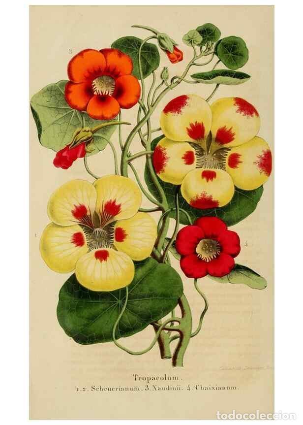 Collectionnisme de Revues et Journaux: Reproducci&oacute;n/Reproduction 49265268627: Belgique horticole.. Li&eacute;ge.. - Morren, Charles,