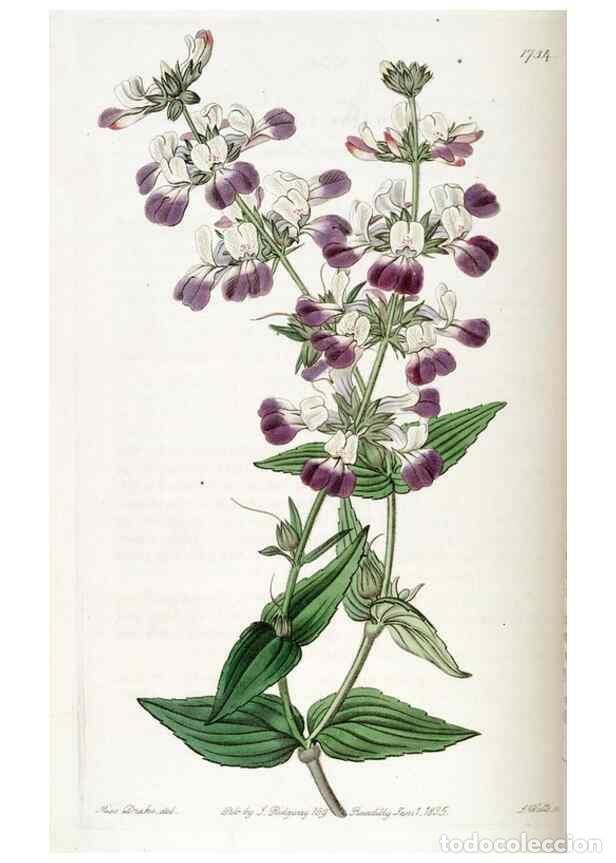 Collectionnisme de Revues et Journaux: Reproducci&oacute;n/Reproduction 49822167858: Edwards's botanical register.. London :James Ridgway,1829-184