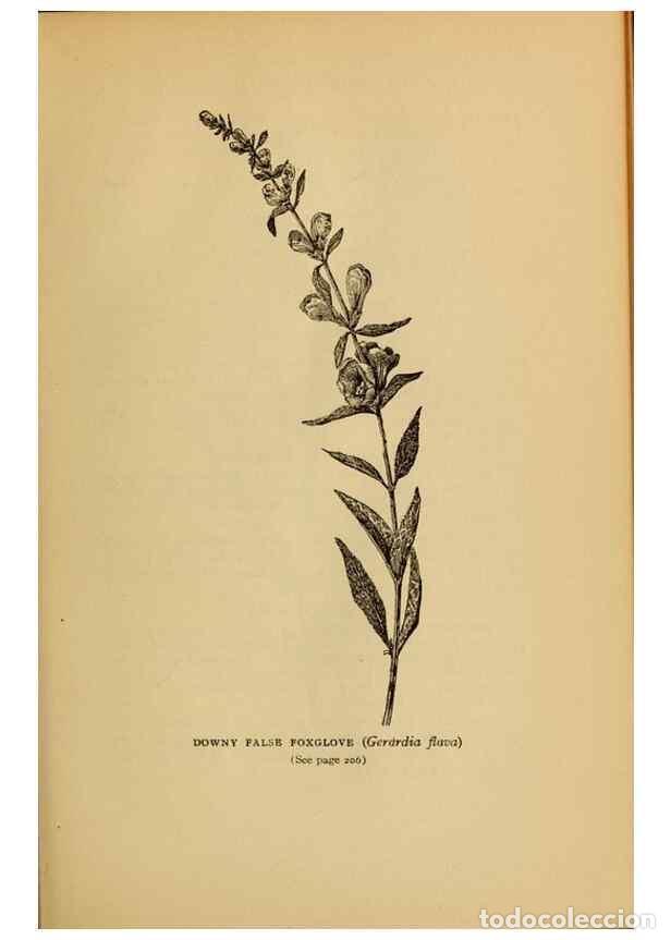 Collectionnisme de Revues et Journaux: Reproducci&oacute;n/Reproduction 49304406482: Harper's guide to wild flowers,. New York,Harper,1912.. - Cre