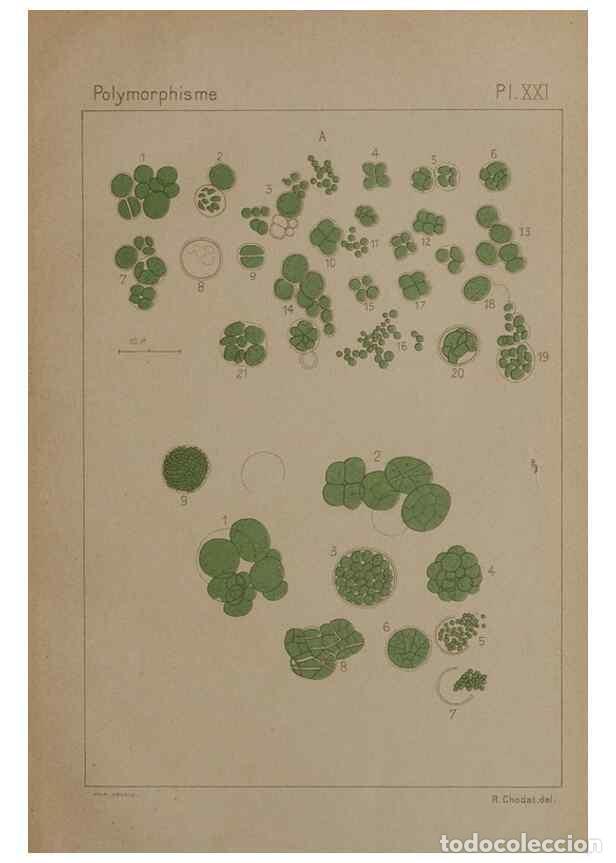 Colecionismo de Revistas e Jornais: Reproducci&oacute;n/Reproduction 49298424708: &Eacute;tude critique et exp&eacute;rimentale sur le polymorphisme des algu