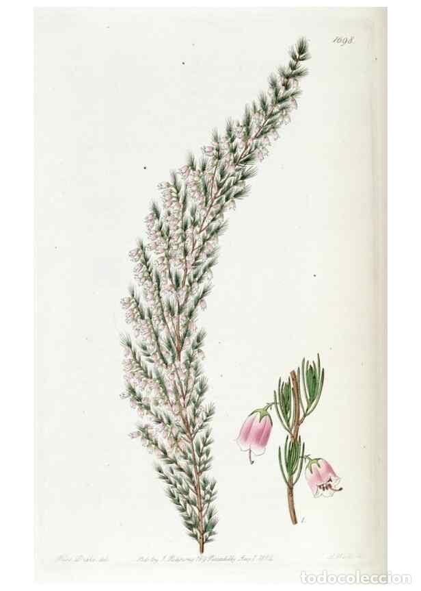 Colecionismo de Revistas e Jornais: Reproducci&oacute;n/Reproduction 49823004977: Edwards's botanical register.. London :James Ridgway,1829-184