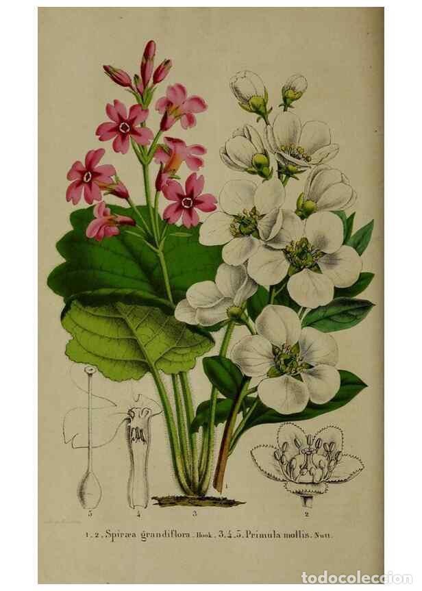 Colecionismo de Revistas e Jornais: Reproducci&oacute;n/Reproduction 49265146896: Belgique horticole.. Li&eacute;ge.. - Morren, Charles,