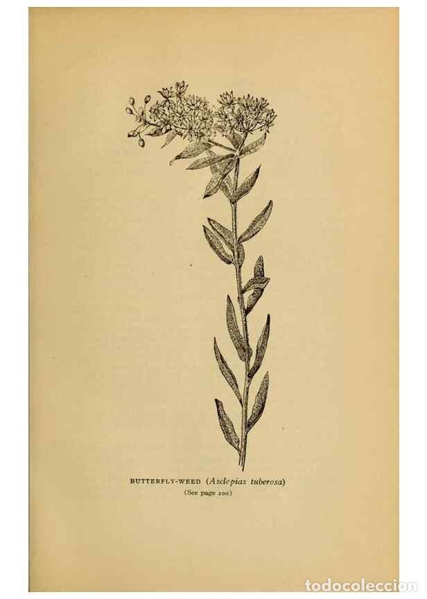 Colecionismo de Revistas e Jornais: Reproducci&oacute;n/Reproduction 49304196606: Harper's guide to wild flowers,. New York,Harper,1912.. - Cre