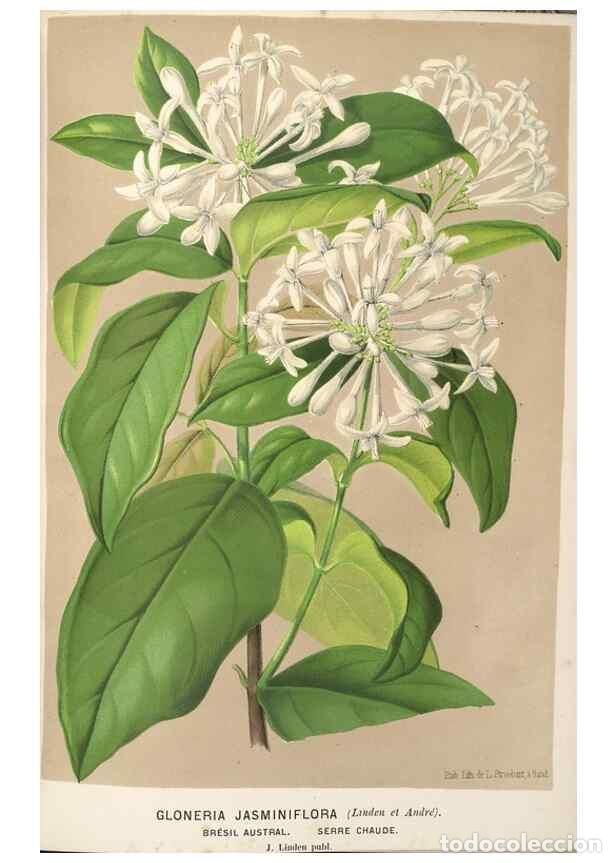 Colecionismo de Revistas e Jornais: Reproducci&oacute;n/Reproduction 49690955047: L'Illustration horticole :. Gand, Belgium :Imprimerie et lith