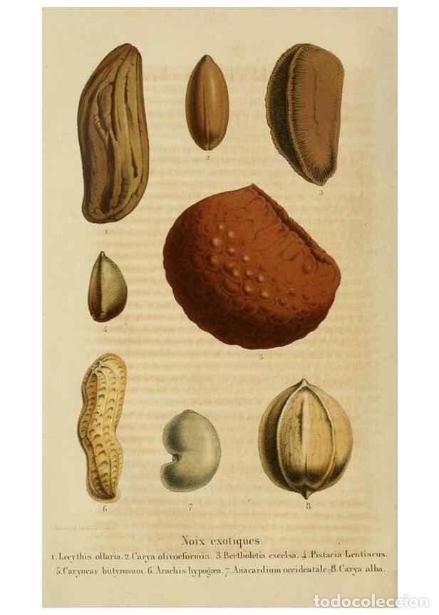 Colecionismo de Revistas e Jornais: Reproducci&oacute;n/Reproduction 49264618118: Belgique horticole.. Li&eacute;ge.. - Morren, Charles,