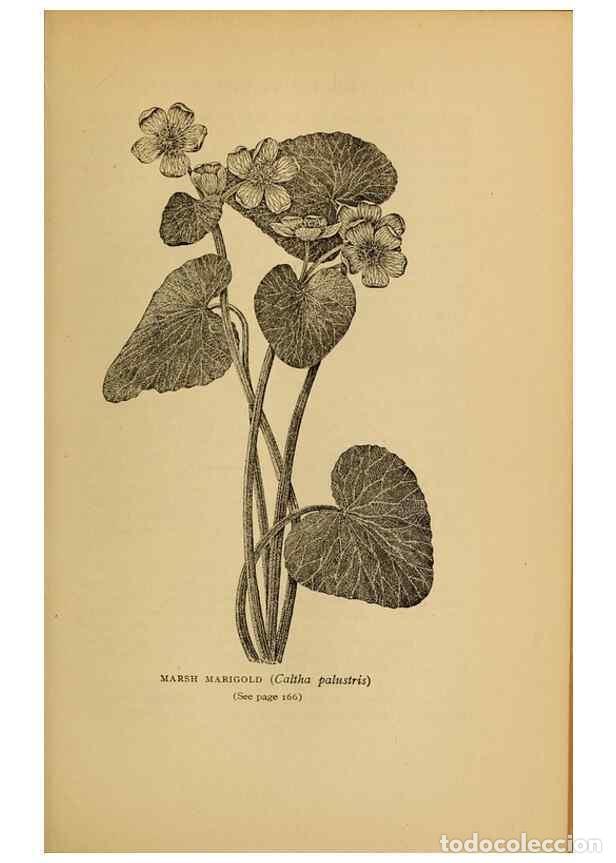 Colecionismo de Revistas e Jornais: Reproducci&oacute;n/Reproduction 49304403707: Harper's guide to wild flowers,. New York,Harper,1912.. - Cre