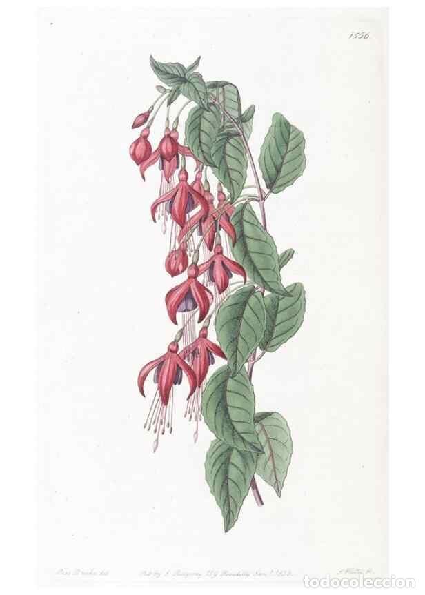 Colecionismo de Revistas e Jornais: Reproducci&oacute;n/Reproduction 49825220856: Edwards's botanical register.. London :James Ridgway,1829-184