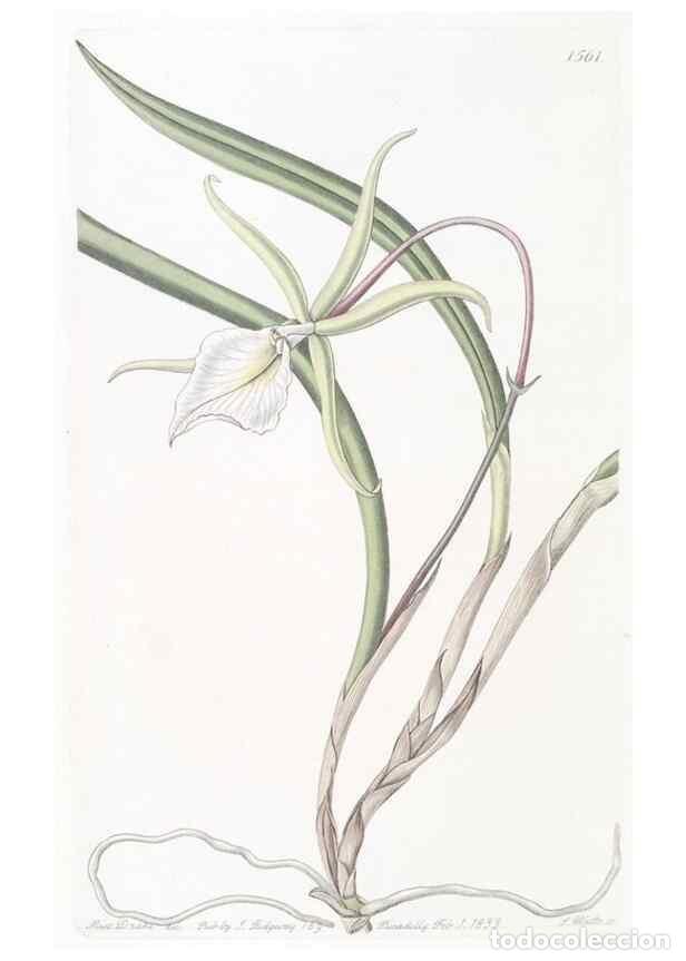 Colecionismo de Revistas e Jornais: Reproducci&oacute;n/Reproduction 49824689598: Edwards's botanical register.. London :James Ridgway,1829-184