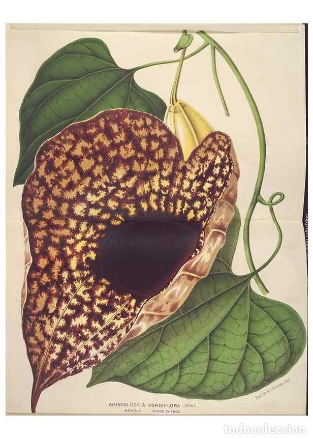 Colecionismo de Revistas e Jornais: Reproducci&oacute;n/Reproduction 49690599331: L'Illustration horticole :. Gand, Belgium :Imprimerie et lith