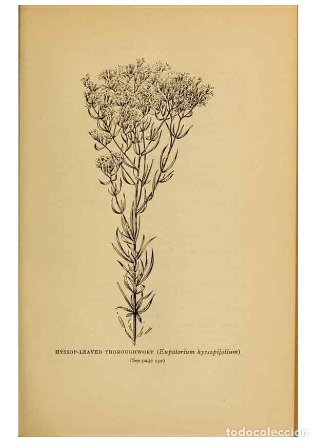 Colecionismo de Revistas e Jornais: Reproducci&oacute;n/Reproduction 49304400912: Harper's guide to wild flowers,. New York,Harper,1912.. - Cre