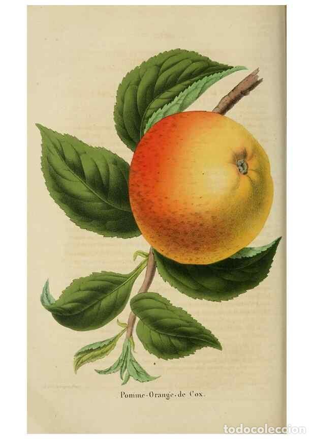 Colecionismo de Revistas e Jornais: Reproducci&oacute;n/Reproduction 49264285591: Belgique horticole.. Li&eacute;ge.. - Morren, Charles,