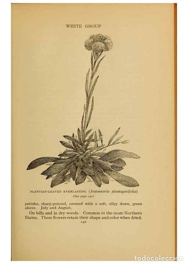 Colecionismo de Revistas e Jornais: Reproducci&oacute;n/Reproduction 49303703663: Harper's guide to wild flowers,. New York,Harper,1912.. - Cre