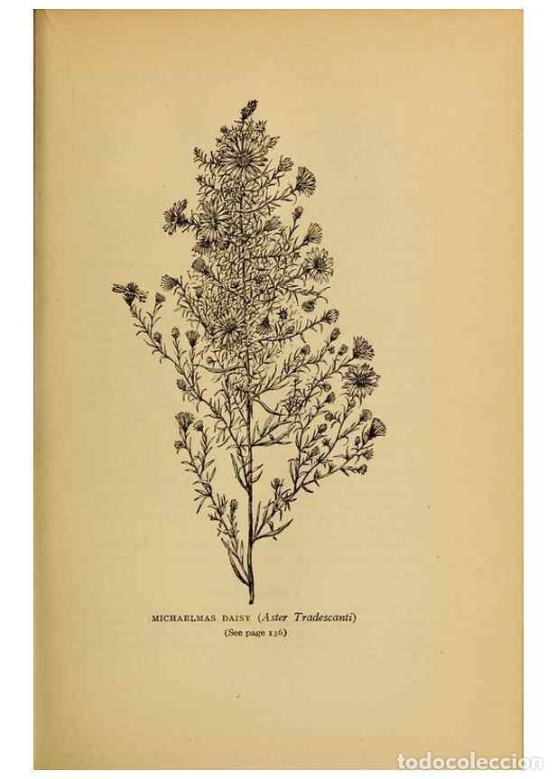 Colecionismo de Revistas e Jornais: Reproducci&oacute;n/Reproduction 49304401422: Harper's guide to wild flowers,. New York,Harper,1912.. - Cre