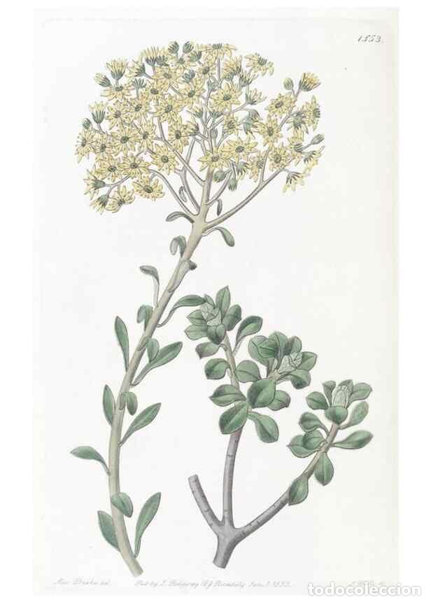Colecionismo de Revistas e Jornais: Reproducci&oacute;n/Reproduction 49825541182: Edwards's botanical register.. London :James Ridgway,1829-184
