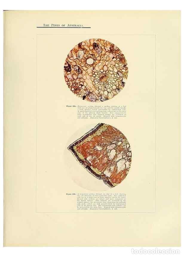 Collezionismo di Riviste e Giornali: Reproducci&oacute;n/Reproduction 49263542033: A research on the pines of Australia,. Sydney,W. A. Gullick,