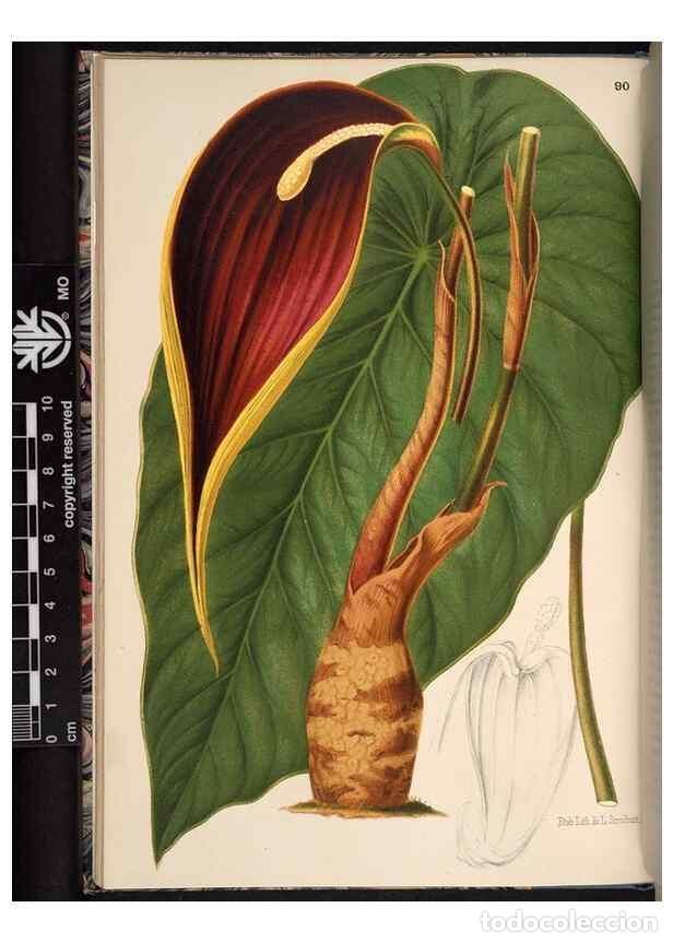 Collezionismo di Riviste e Giornali: Reproducci&oacute;n/Reproduction 49690292073: L'Illustration horticole :. Gand, Belgium :Imprimerie et lith