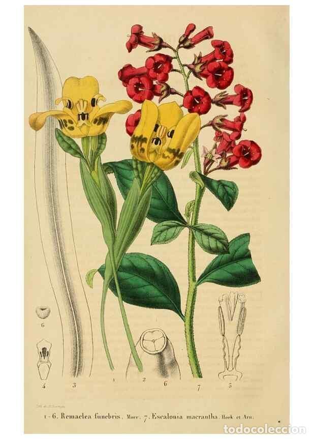 Collezionismo di Riviste e Giornali: Reproducci&oacute;n/Reproduction 49268976151: Belgique horticole.. Li&eacute;ge.. - Morren, Charles,