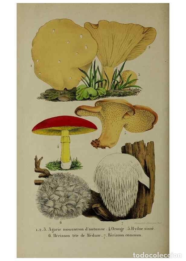 Collezionismo di Riviste e Giornali: Reproducci&oacute;n/Reproduction 49264692913: Belgique horticole.. Li&eacute;ge.. - Morren, Charles,