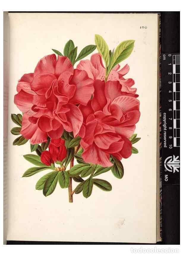 Collezionismo di Riviste e Giornali: Reproducci&oacute;n/Reproduction 49691137912: L'Illustration horticole :. Gand, Belgium :Imprimerie et lith