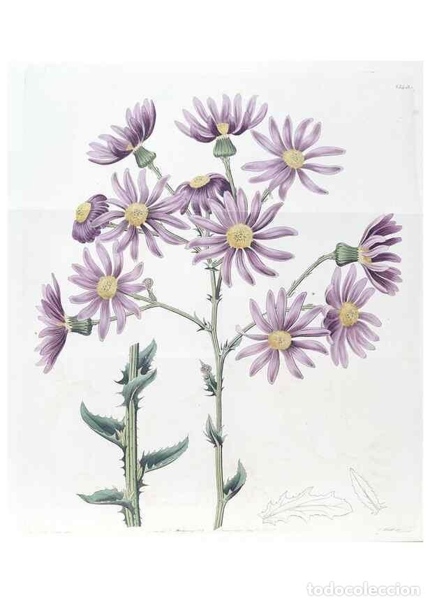 Collezionismo di Riviste e Giornali: Reproducci&oacute;n/Reproduction 49825656852: Edwards's botanical register.. London :James Ridgway,1829-184