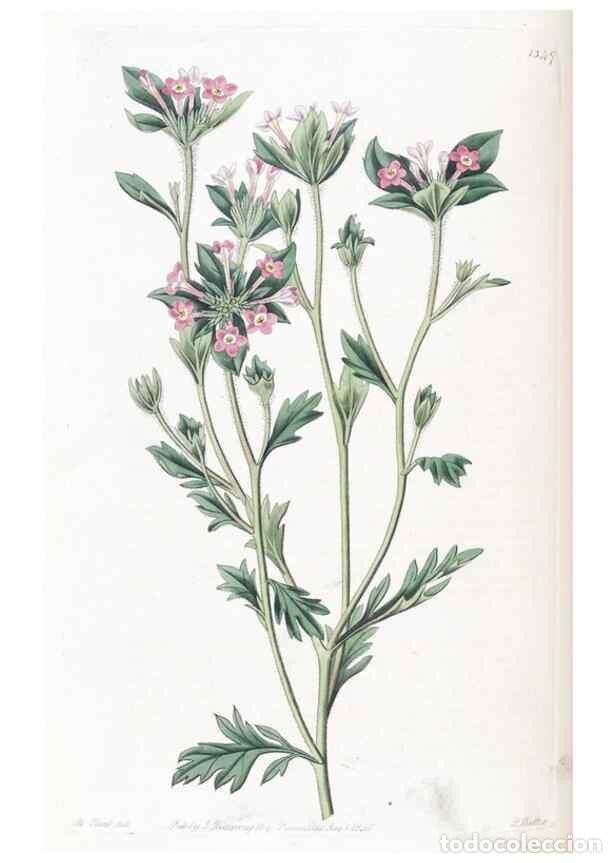 Collezionismo di Riviste e Giornali: Reproducci&oacute;n/Reproduction 49824804443: Edwards's botanical register.. London :James Ridgway,1829-184