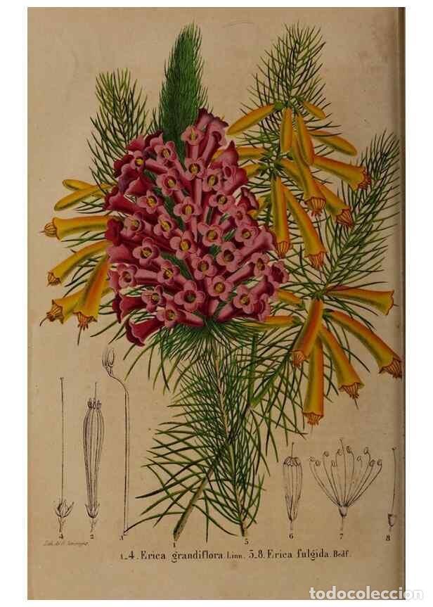 Collezionismo di Riviste e Giornali: Reproducci&oacute;n/Reproduction 49264865542: Belgique horticole.. Li&eacute;ge.. - Morren, Charles,