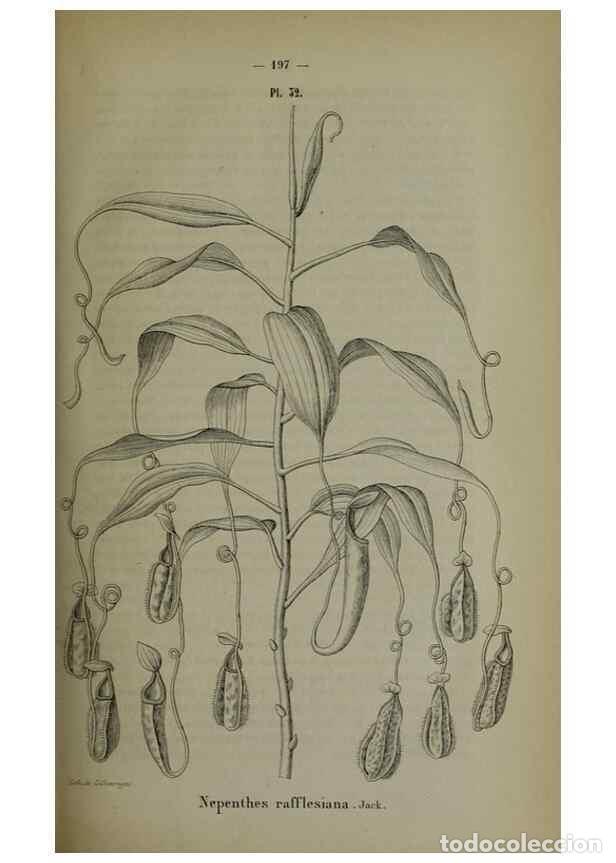 Colecionismo de Revistas e Jornais: Reproducci&oacute;n/Reproduction 49264689193: Belgique horticole.. Li&eacute;ge.. - Morren, Charles,