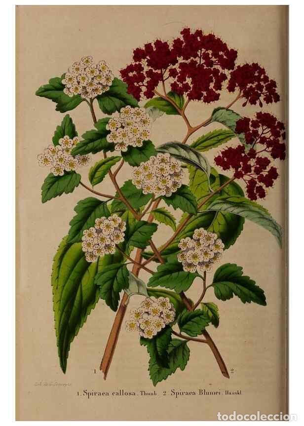 Colecionismo de Revistas e Jornais: Reproducci&oacute;n/Reproduction 49264862557: Belgique horticole.. Li&eacute;ge.. - Morren, Charles,