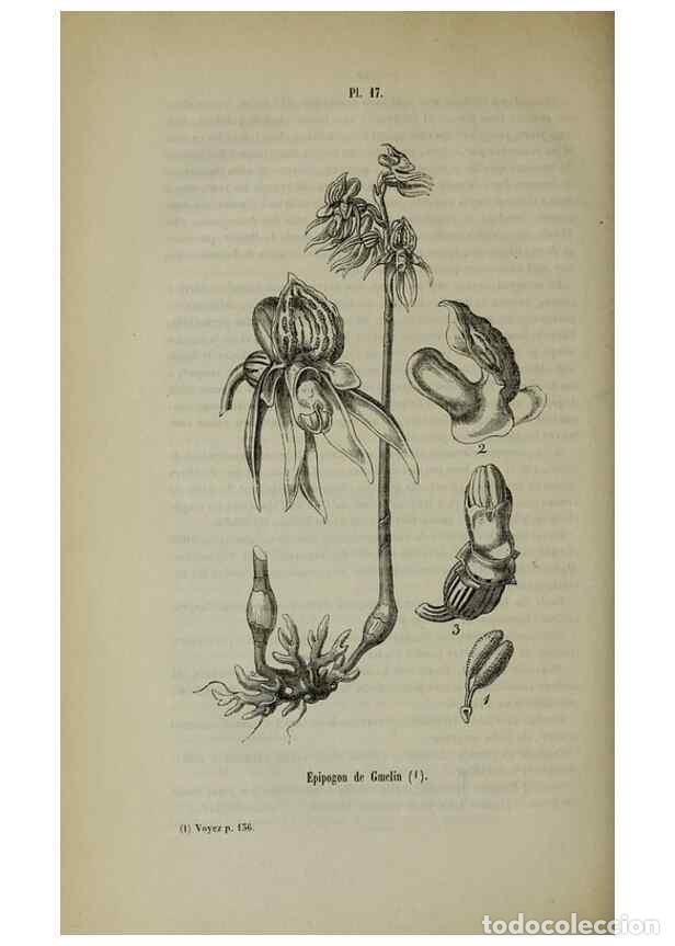 Colecionismo de Revistas e Jornais: Reproducci&oacute;n/Reproduction 49265346802: Belgique horticole.. Li&eacute;ge.. - Morren, Charles,