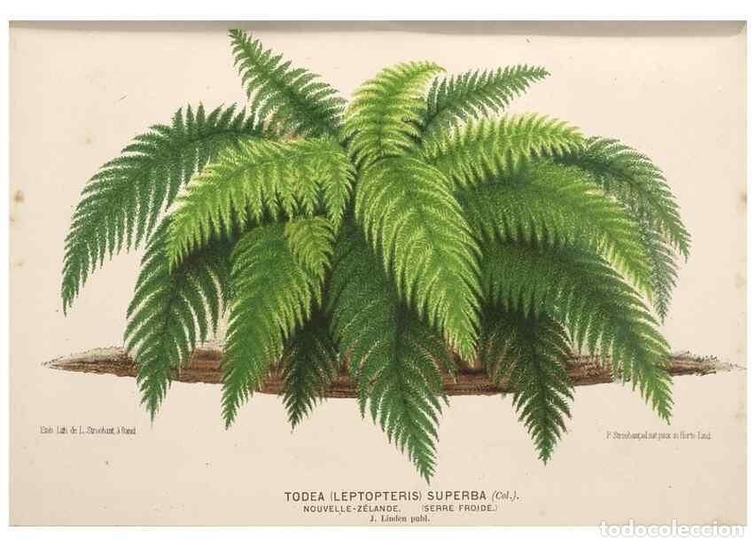 Colecionismo de Revistas e Jornais: Reproducci&oacute;n/Reproduction 49690905882: L'Illustration horticole :. Gand, Belgium :Imprimerie et lith