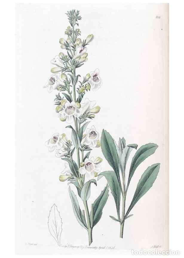 Colecionismo de Revistas e Jornais: Reproducci&oacute;n/Reproduction 49825650912: Edwards's botanical register.. London :James Ridgway,1829-184