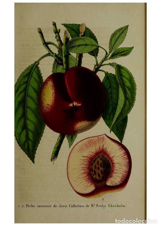 Colecionismo de Revistas e Jornais: Reproducci&oacute;n/Reproduction 49264685858: Belgique horticole.. Li&eacute;ge.. - Morren, Charles,