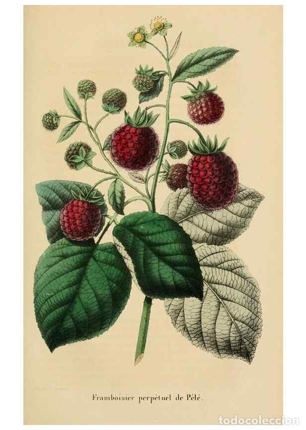 Colecionismo de Revistas e Jornais: Reproducci&oacute;n/Reproduction 49269185807: Belgique horticole.. Li&eacute;ge.. - Morren, Charles,