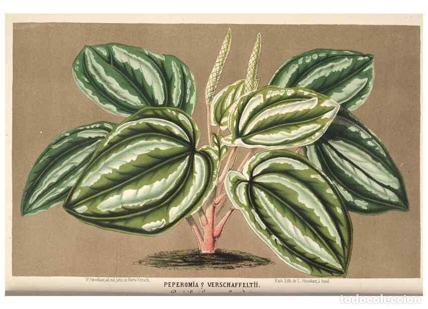 Colecionismo de Revistas e Jornais: Reproducci&oacute;n/Reproduction 49690000363: L'Illustration horticole :. Gand, Belgium :Imprimerie et lith