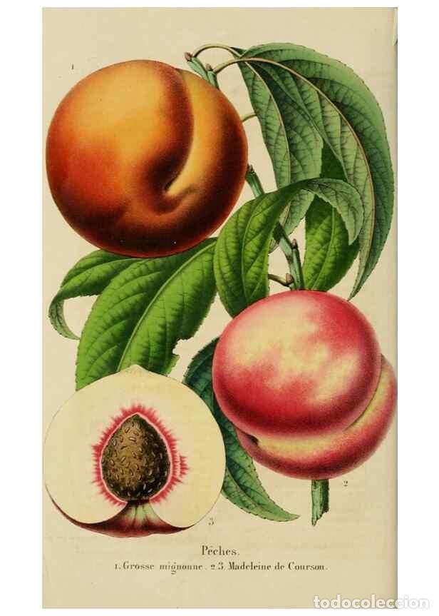 Collezionismo di Riviste e Giornali: Reproducci&oacute;n/Reproduction 49265076961: Belgique horticole.. Li&eacute;ge.. - Morren, Charles,