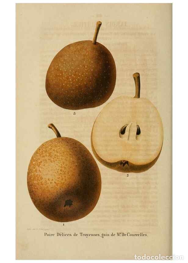 Collezionismo di Riviste e Giornali: Reproducci&oacute;n/Reproduction 49268998152: Belgique horticole.. Li&eacute;ge.. - Morren, Charles,