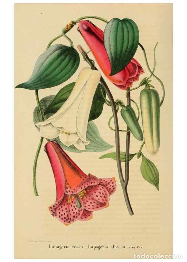 Collezionismo di Riviste e Giornali: Reproducci&oacute;n/Reproduction 49268530058: Belgique horticole.. Li&eacute;ge.. - Morren, Charles,