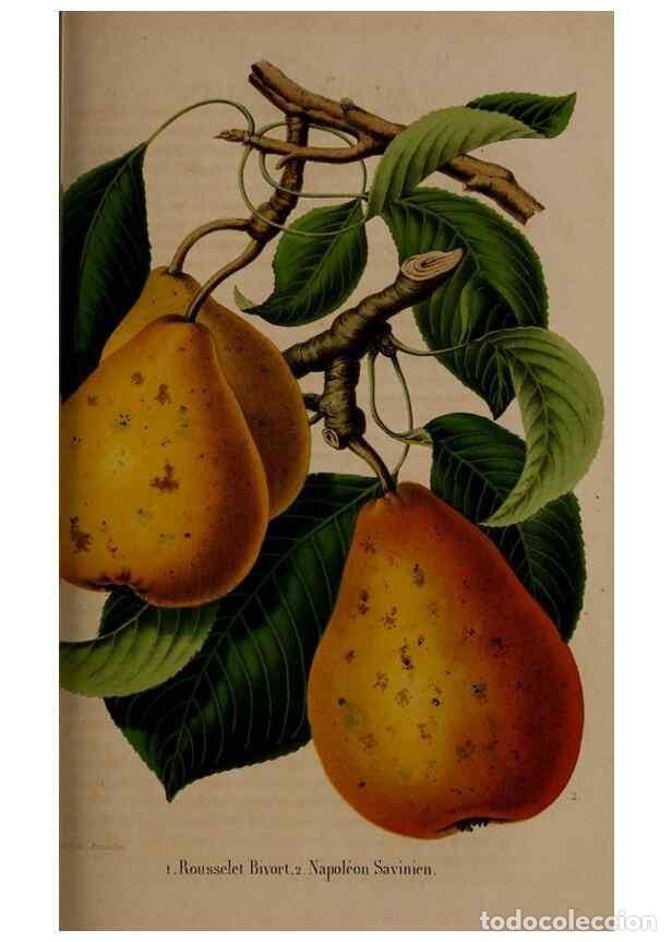 Collezionismo di Riviste e Giornali: Reproducci&oacute;n/Reproduction 49264290018: Belgique horticole.. Li&eacute;ge.. - Morren, Charles,